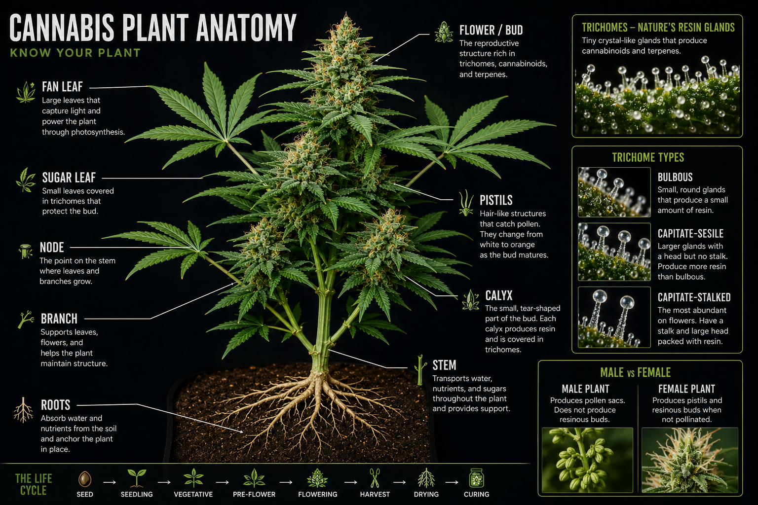 The Complete Cannabis Guide 2nd chapter